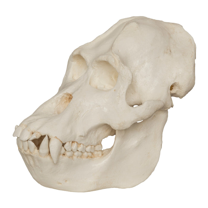 Replica Sumatran Orangutan Skull (Male)