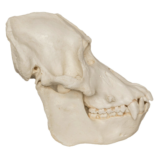 Replica Sumatran Orangutan Skull (Male)