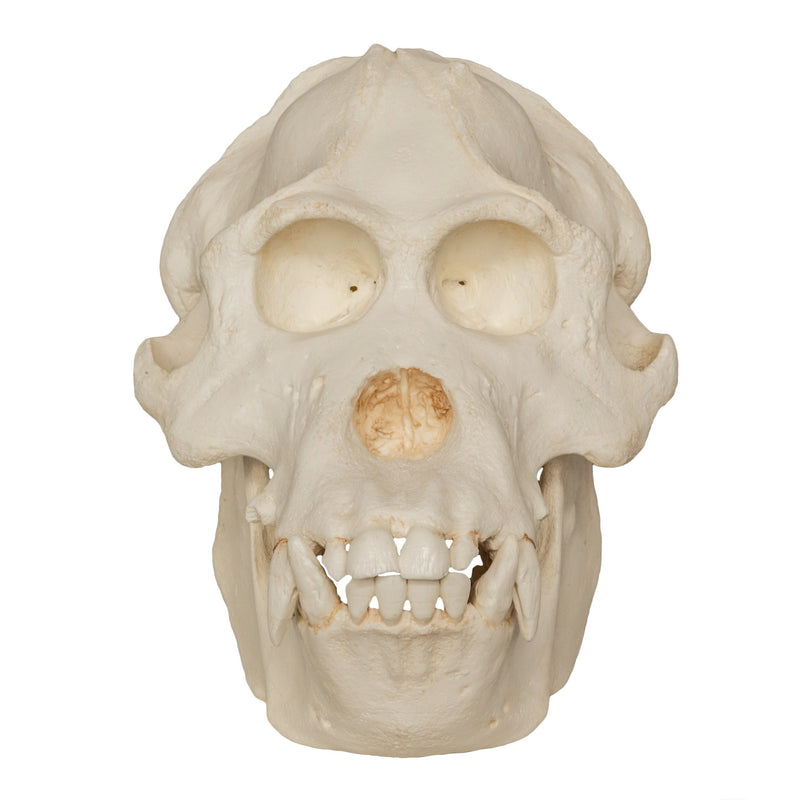 Replica Sumatran Orangutan Skull (Male)