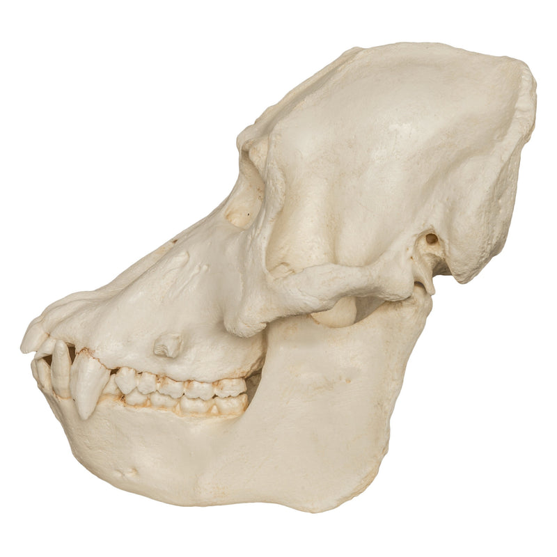 Replica Sumatran Orangutan Skull (Male)