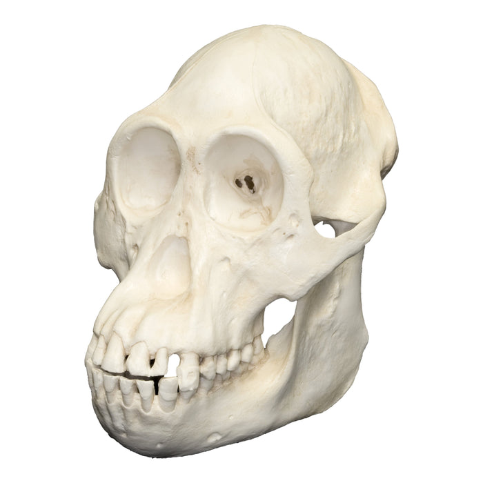 Replica Sumatran Orangutan Skull (Female)