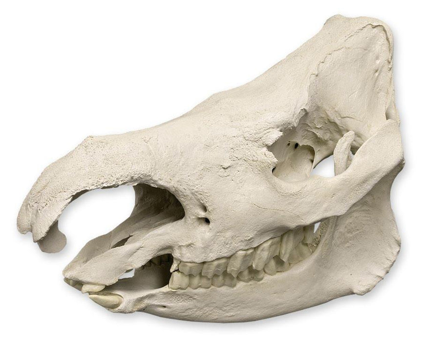 Replica Sumatran Rhinoceros Skull