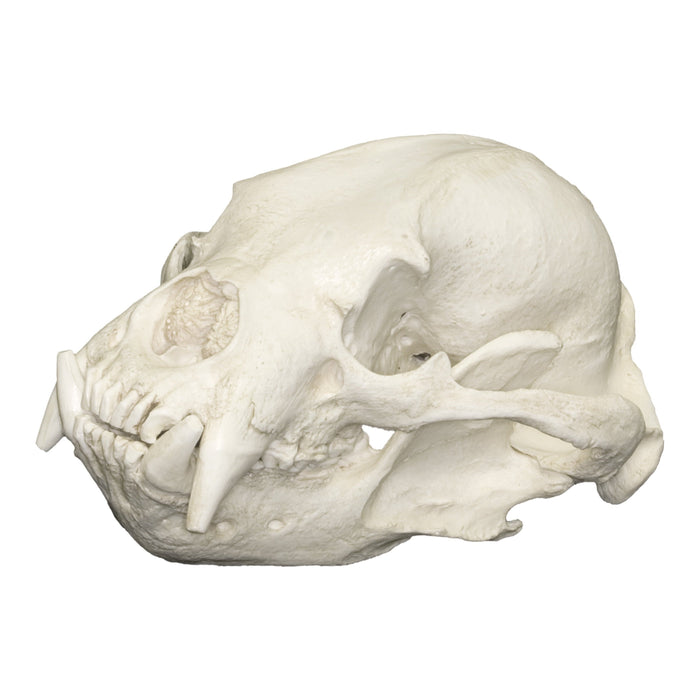 Replica Sun Bear Skull