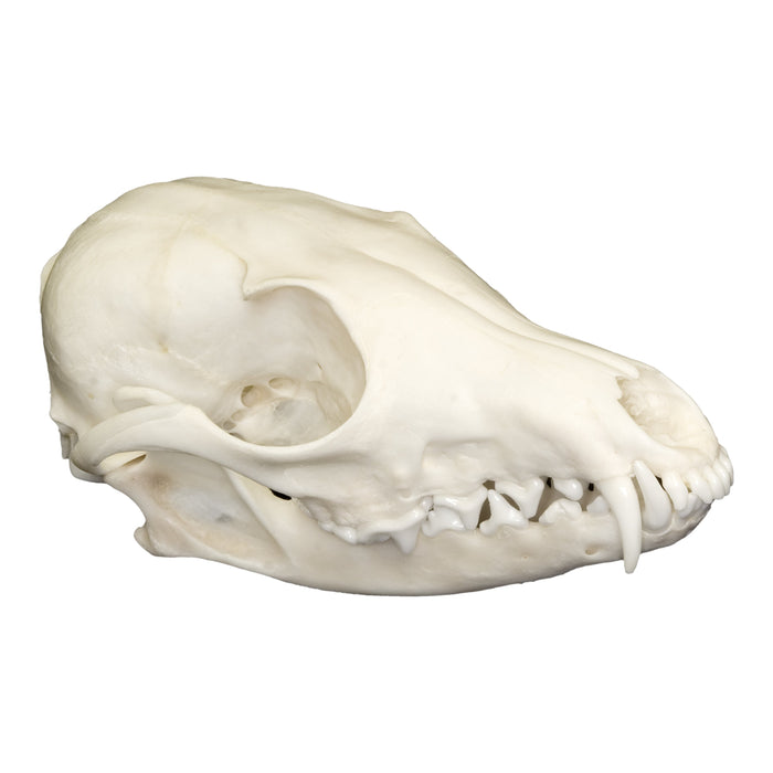 Real Swift Fox Skull