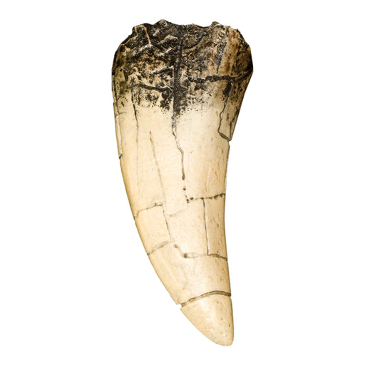 T-Rex Tooth Replica