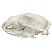 Replica American Black Bear Skull