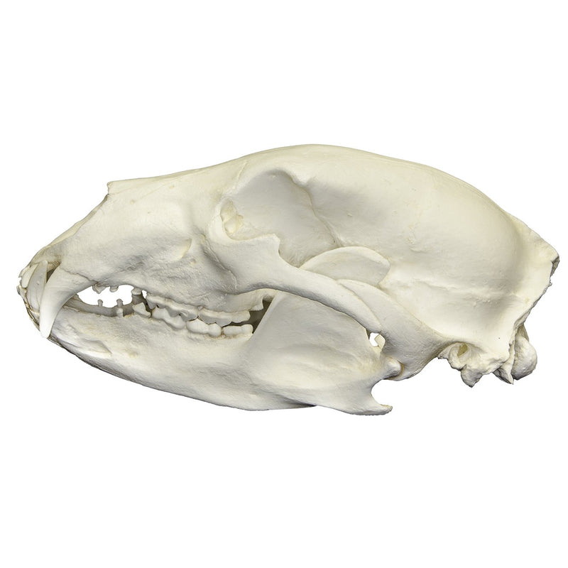 Replica American Black Bear Skull