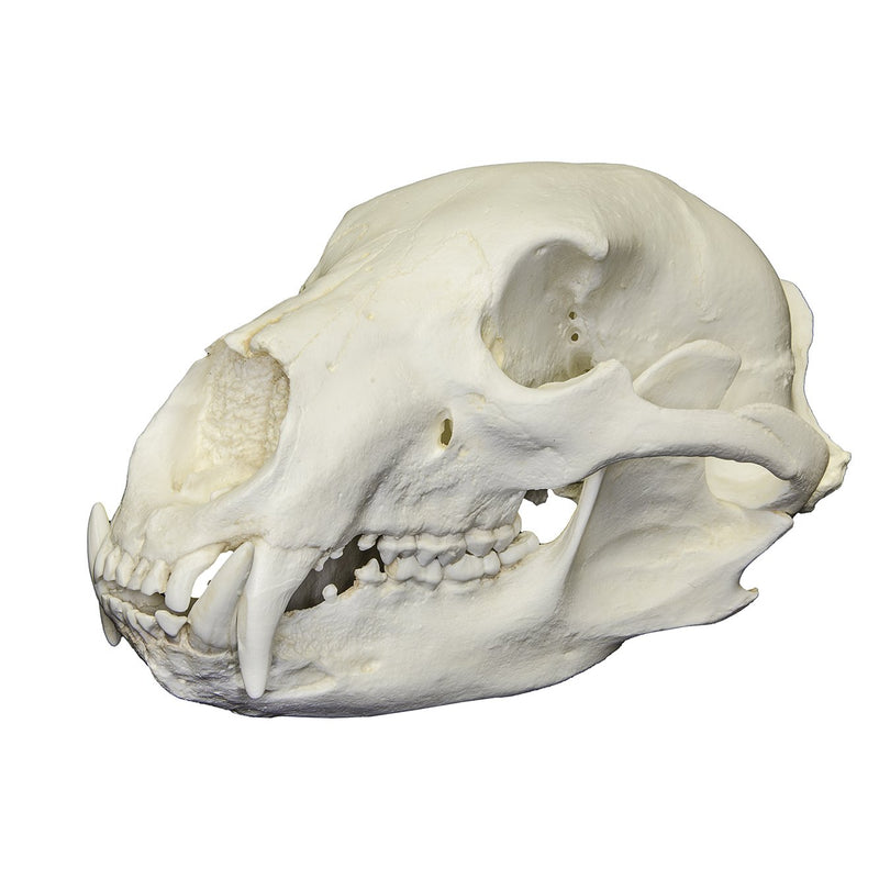 Replica American Black Bear Skull
