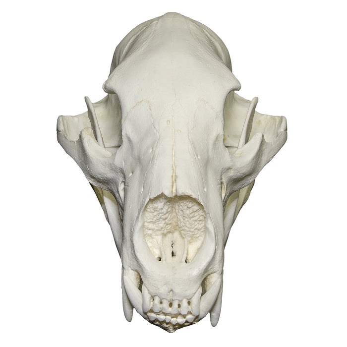 Replica American Black Bear Skull