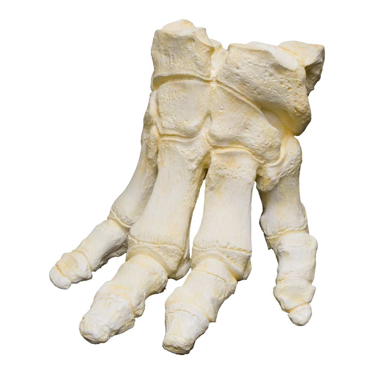 Replica African Elephant Foot For Sale — Skulls Unlimited International