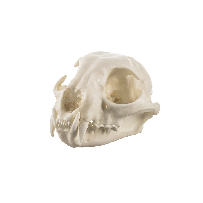 Replica Bobcat Skull
