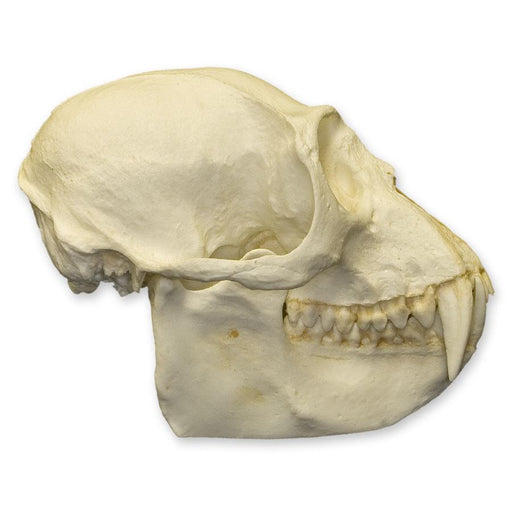 Replica Colobus Monkey Skull