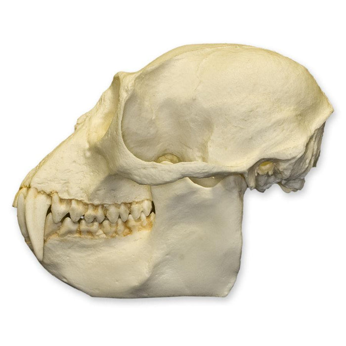 Replica Colobus Monkey Skull