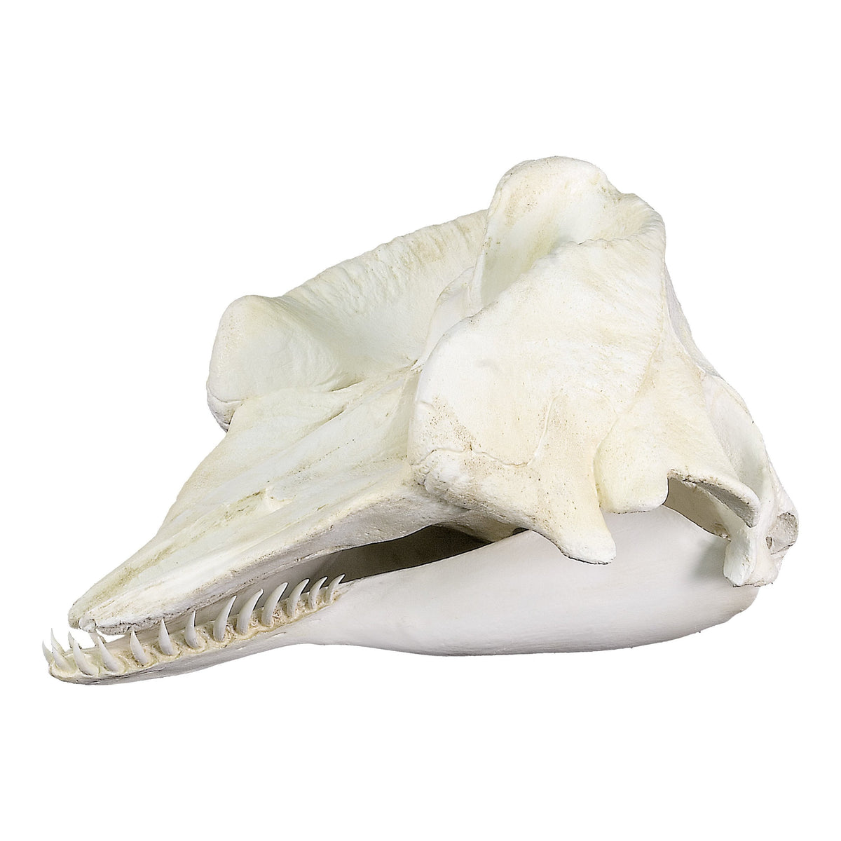 Replica Pygmy Sperm Whale Skull For Sale — Skulls Unlimited