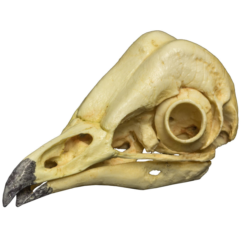 Replica Barn Owl Skull
