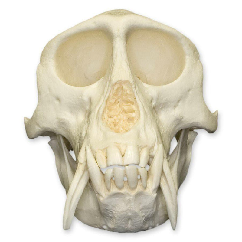 Replica Patas Monkey Skull