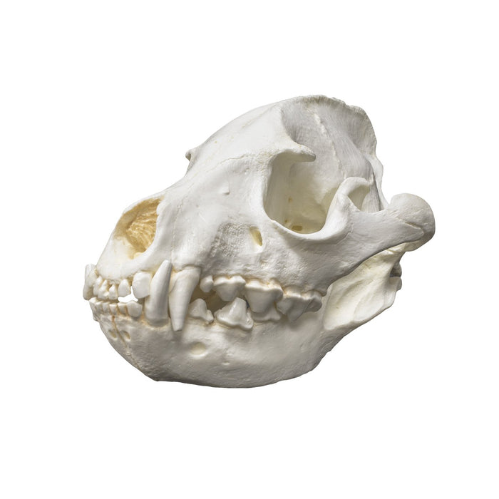 Replica Striped Hyena Skull -  Female