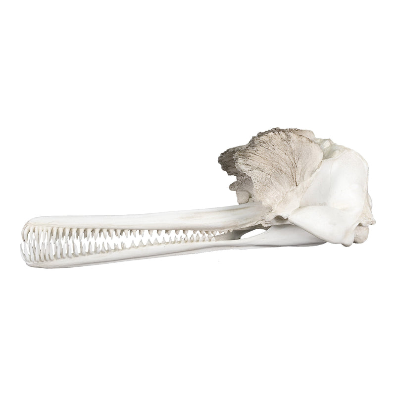 Replica Indus River Dolphin Skull