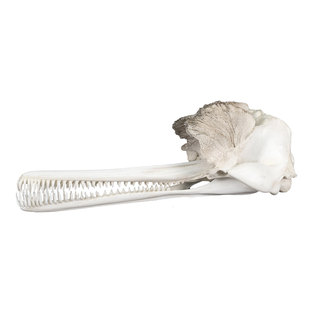 Replica Indus River Dolphin Skull For Sale — Skulls Unlimited