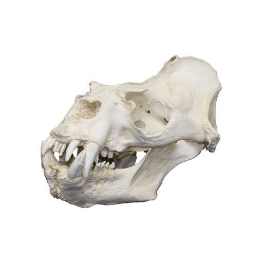 Replica Southern Sea Lion Skull