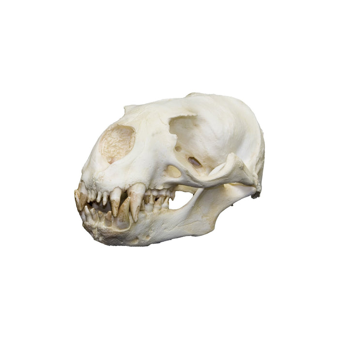 Replica Southern Sea Lion Skull