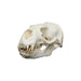 Replica Southern Sea Lion Skull