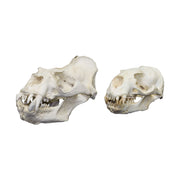 Replica Southern Sea Lion Skull