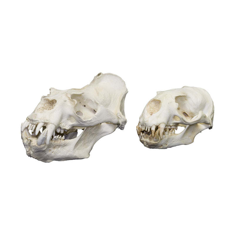 Replica Southern Sea Lion Skull