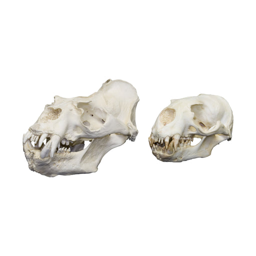 Replica Southern Sea Lion Skull