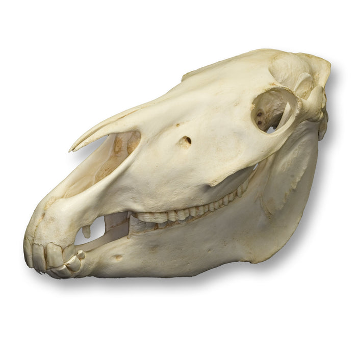 Replica Przewalski's Horse Skull
