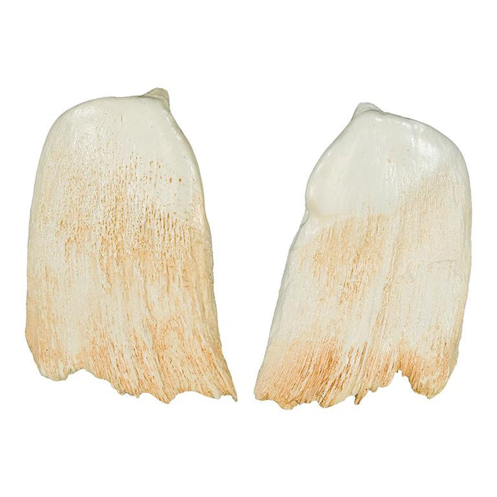 Replica Hubb's Beaked Whale Teeth (Pair)