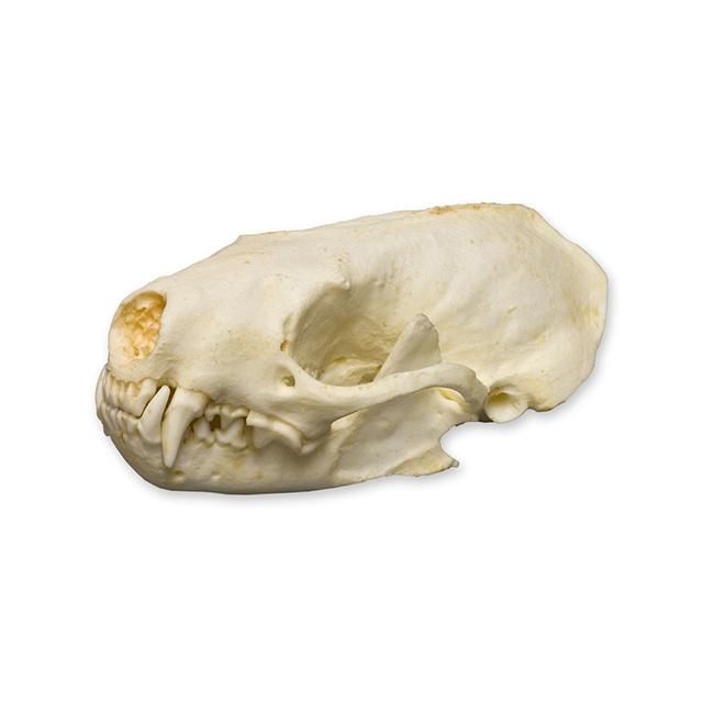 Replica Spotted Skunk Skull