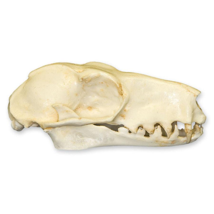 Replica Hammerhead Fruit Bat Skull (Female)