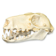 Replica Hammerhead Fruit Bat Skull (Female)