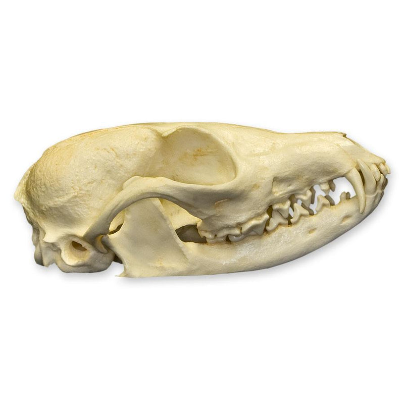 Replica African Cape Fox Skull