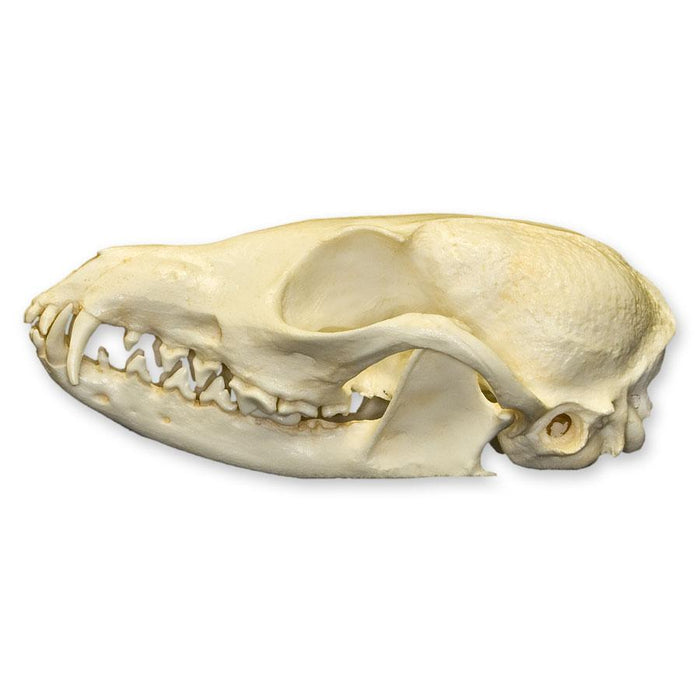 Replica African Cape Fox Skull