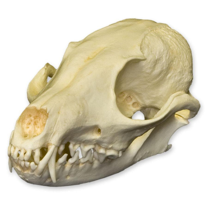 Replica African Cape Fox Skull