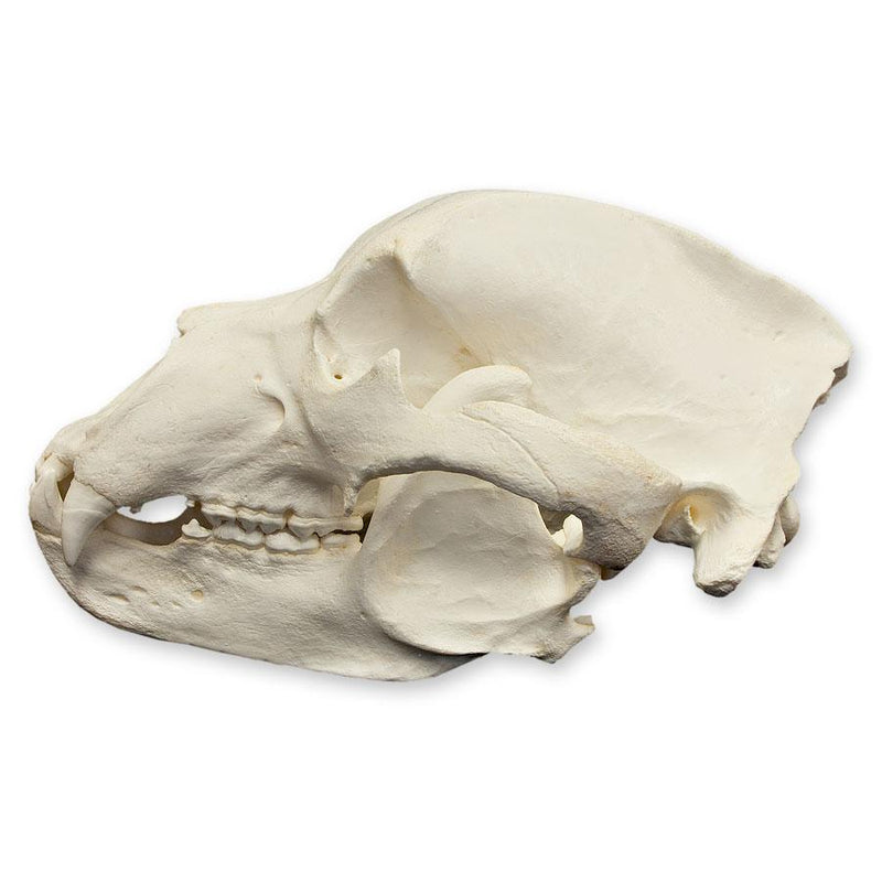 Replica Kodiak Grizzly Bear Skull