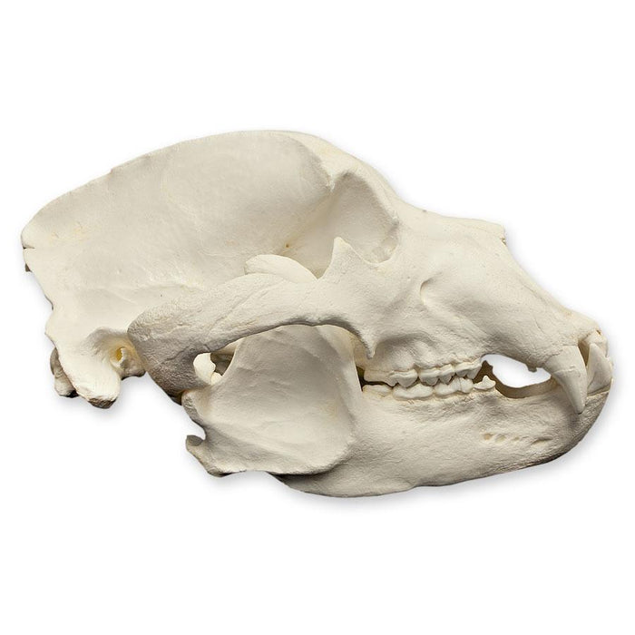 Replica Kodiak Grizzly Bear Skull