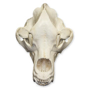 Replica Kodiak Grizzly Bear Skull