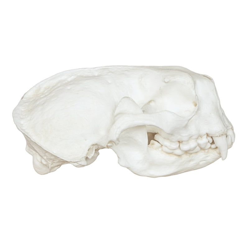 Replica Sea Otter Skull