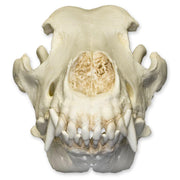 Replica German Shepherd Skull