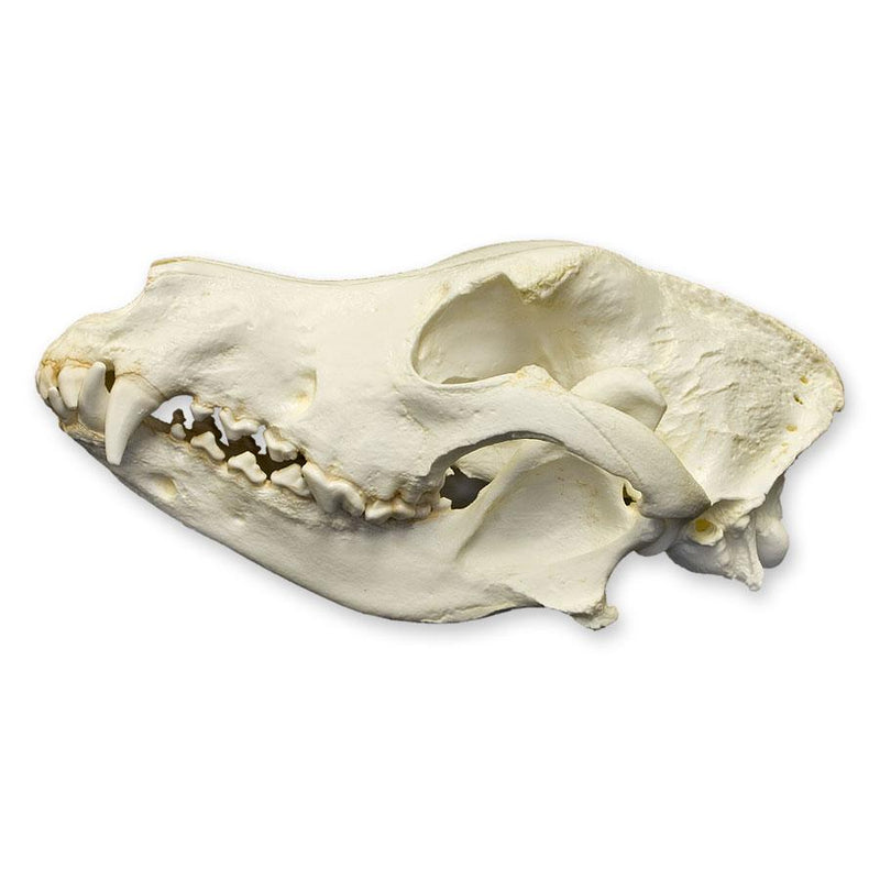 Replica German Shepherd Skull