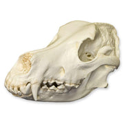 Replica German Shepherd Skull