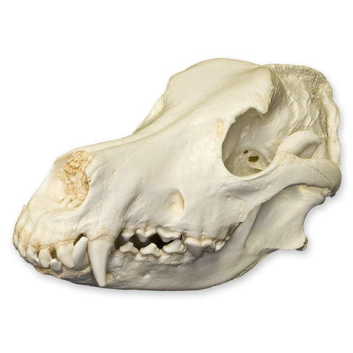 Replica German Shepherd Skull
