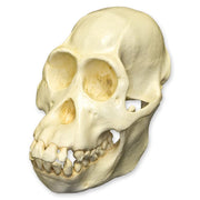 Replica Bornean Orangutan Skull - Female