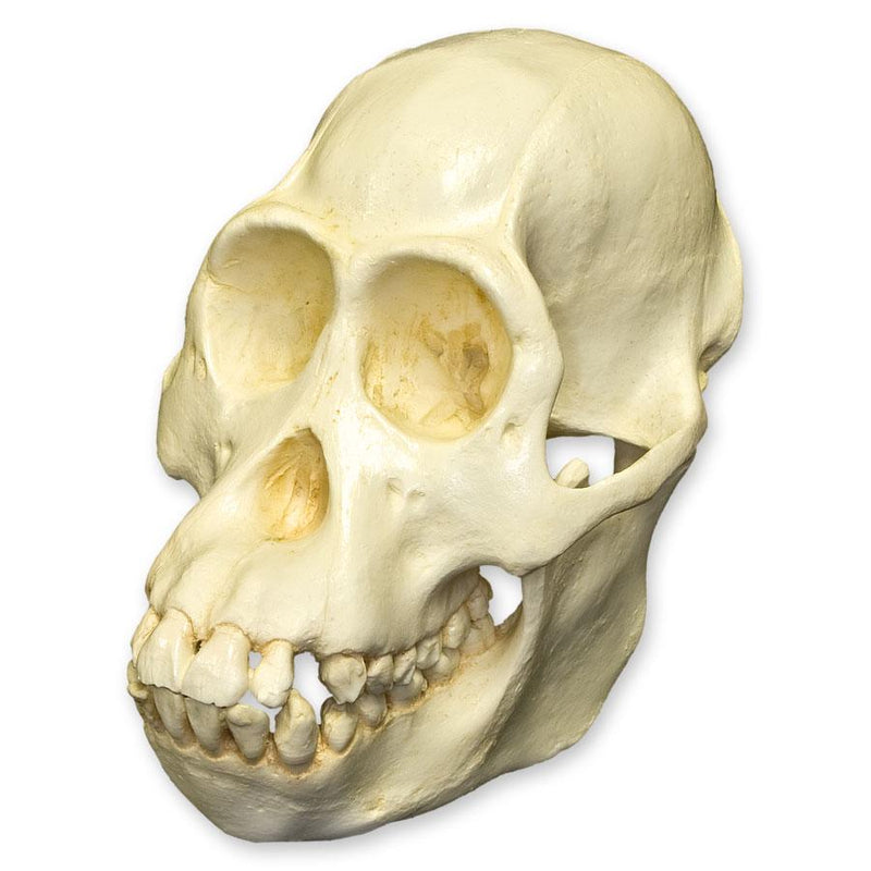 Replica Bornean Orangutan Skull - Female