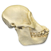 Replica Bornean Orangutan Skull - Female