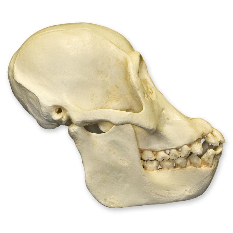 Replica Bornean Orangutan Skull - Female
