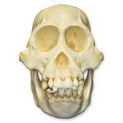 Replica Bornean Orangutan Skull - Female